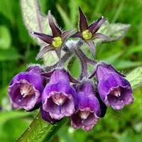 Purple Symphytum Flower Seeds for Planting – Heirloom, Non-GMO, High Germination Organic Garden Seeds