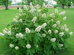 Quercifolia Flower Seeds for Planting – Heirloom Non-GMO, High Germination, Garden Favorite
