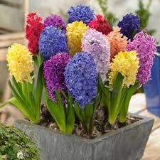 Hyacinth Flower Seeds for Planting – Sun Loving Heirloom Non-GMO Organic Garden Seeds
