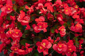 Red Wax Begonias Flower Seeds for Planting – Pollinator Friendly, Heirloom, Non-GMO, Organic Garden Seeds