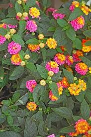 Mixed Rose Lantana Flower Seeds for Planting – Wildflower Mix, Heirloom & Non-GMO Seeds