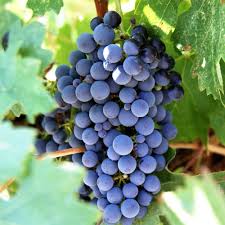 Dark Blue Grape Fruit Seeds for Planting – Non-GMO, Heirloom Seeds Rich in Vitamin C