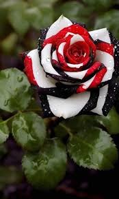 Splendid Rare Red, White, and Black Rose Flower Seeds for Planting – Unique, Non-GMO, High Germination Garden Seeds