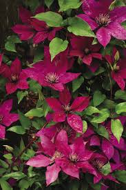 Maroon Clematis Flower Seeds for Planting - Hardy Heirloom, Non-GMO Organic Garden Seeds for Home Garden