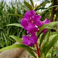 Violet Balsam Flower Seeds for Planting – Heirloom Non-GMO Organic Garden Seeds – Premium Quality, High Germination Blooms