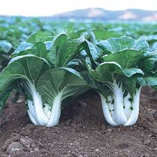 Oriental Pak Choi Joi Choi Seeds for Planting – Heirloom, Non-GMO, 100 Pcs – Fast-Growing Asian Greens for Organic Gardens