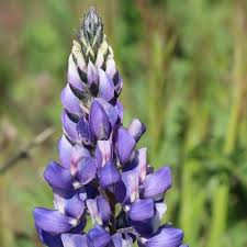 Lavender Arroyo Lupine Flower seeds for Planting - Compact Growth, Heirloom & GMO Free Seeds for Home Garden