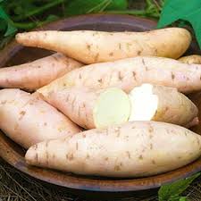 Cream Sweet Potato Vegetable Seeds for Planting -Heirloom Non-GMO Organic Garden Seeds, High Germination, Rich & Smooth Texture