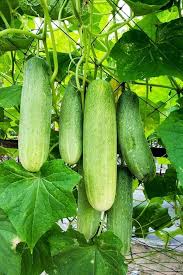 Cucumber School Baby F1 Seeds for Planting – Organic Heirloom Non-GMO High Germination Vegetable Seeds