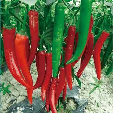 Ierapetras Hot Pepper Seeds for Planting – Heirloom, Non-GMO, Spicy Organic Garden Seeds from Crete – High Germination