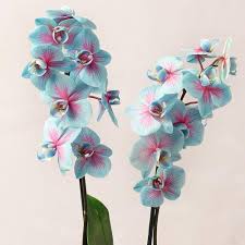 Blue Pink Butterfly Orchid Flower Seeds for Planting Heirloom Non-GMO High Germination Organic Garden Seeds