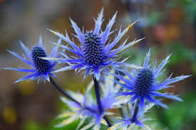 Blue Sea Holly Flower Seeds for Planting – Heirloom, Non-GMO, Seasonal Bloomer Organic Garden Seeds