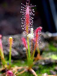 Flower Seeds, Seeds,Seeds For Planting,Plant Seeds