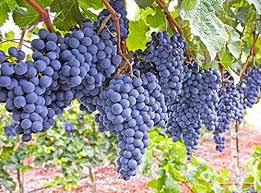 Dark Blue Grape Fruit Seeds for Planting – Non-GMO, Heirloom Seeds Rich in Vitamin C