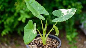 Alocasia Macrorrhiza Flower Seeds for Planting – Garden Favorite, Heirloom, Non-GMO, High Germination