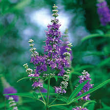 Seeds for Planting - Seasonal Bloomer, Heirloom &amp; GMO Free Seeds for Home Garden Non-GMO