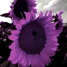 Purple Sunflower Flower Seeds for Planting – Heirloom, Non-GMO Sun-Loving Organic Garden Seeds