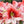 Amaryllis Flower Seeds for Planting – Shade Tolerant, Heirloom, Non-GMO & Organic Garden Seeds