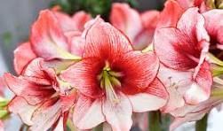 Amaryllis Flower Seeds for Planting – Shade Tolerant, Heirloom, Non-GMO & Organic Garden Seeds