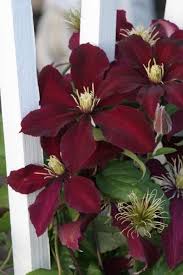 Maroon Clematis Flower Seeds for Planting - Hardy Heirloom, Non-GMO Organic Garden Seeds for Home Garden