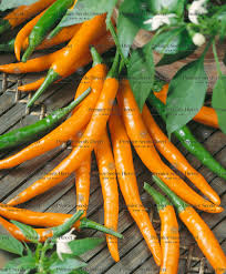 Orange Chili Seeds for Planting – Heirloom &amp; Non-GMO, Organic Garden Seeds, High Germination, Vibrant Spice