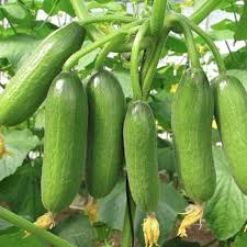 Cucumber School Baby F1 Seeds for Planting – Organic Heirloom Non-GMO High Germination Vegetable Seeds