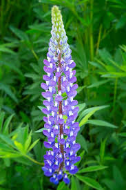 Violet Lupine  Flower seeds for Planting - Hardy Variety, Heirloom & GMO Free Seeds for Home Garden