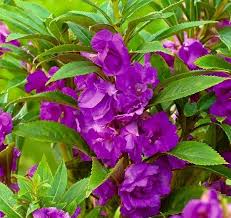 Violet Balsam Flower Seeds for Planting – Heirloom Non-GMO Organic Garden Seeds – Premium Quality, High Germination Blooms
