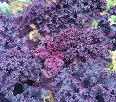 Purple Scarlet Kale flower seeds for planting - Heirloom & Non-GMO Garden Seeds