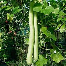 Cucuzzi Vegetable Seeds for Planting – Heirloom Non-GMO, High Germination Organic Garden Seeds