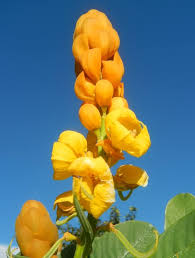 Senna Alata Flower Seeds – Heirloom, Non-GMO, Low Maintenance