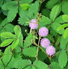 Mixed Mimosa Pudica Flower Seeds for Planting | Heirloom Non-GMO High Germination Organic Garden Seeds