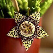 Stapelia Variegata Flower Seeds for Planting – Heirloom Non-GMO High Germination Organic Garden Seeds