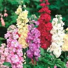 Mixed Matthiola Incana Flower Seeds for Planting – Heirloom Non-GMO Bright Blooms Organic Garden Seeds