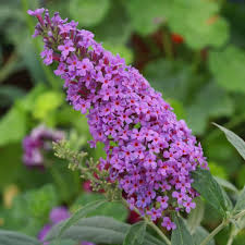 Knight Butterfly Bush Flower Seeds for Planting – Heirloom, Non-GMO, High Germination Organic Garden Seeds