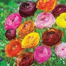 Ranunculus Perennial Flower Seeds for Planting – Heirloom, Non-GMO, Drought Tolerant Organic Garden Seeds