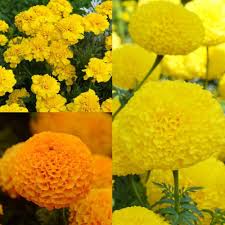 Marigolds Flower Seeds for Planting – Bright Blooms, Heirloom, Non-GMO, High Germination Garden Seeds
