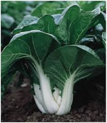 Oriental Pak Choi Joi Choi Seeds for Planting – Heirloom, Non-GMO, 100 Pcs – Fast-Growing Asian Greens for Organic Gardens