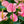 Anthurium Flower Seeds for Planting - Bright Blooms, Heirloom & Non-GMO Organic Garden Seeds - High Germination