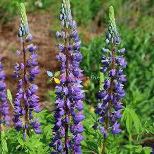 Violet Lupine  Flower seeds for Planting - Hardy Variety, Heirloom & GMO Free Seeds for Home Garden