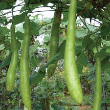 Cucuzzi Vegetable Seeds for Planting – Heirloom Non-GMO, High Germination Organic Garden Seeds