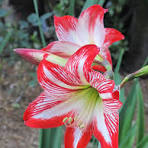 Amaryllis Flower Seeds for Planting – Shade Tolerant, Heirloom, Non-GMO & Organic Garden Seeds