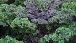 Purple Scarlet Kale flower seeds for planting - Heirloom & Non-GMO Garden Seeds
