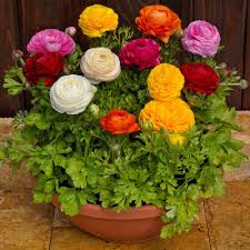 Persian Buttercup Flower Seeds for Planting – Heirloom, Non-GMO, Drought Tolerant, High Germination