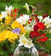 Mixed Freesias Flower Seeds for Planting – Garden Favorite, Heirloom, Non-GMO, High Germination Organic Seeds