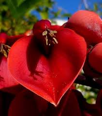 Erythrina Crista Galli Orange Flower Seeds for Planting – Heirloom, Non-GMO, High Germination Organic Seeds