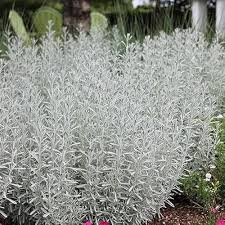 Lavender Flower Seeds for Planting – Heirloom, Non-GMO, High Germination Organic Garden Seeds