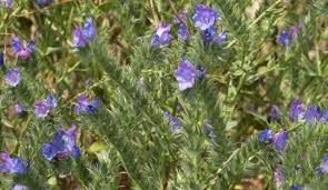 Purple Patterson’s Curse Flower Seeds for Planting – Heirloom, Non-GMO, High Germination Organic Garden Seeds