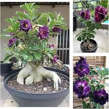 Dark Purple Adenium Flower Seeds for Planting – Heirloom, Non-GMO, High Germination Organic Garden Seeds