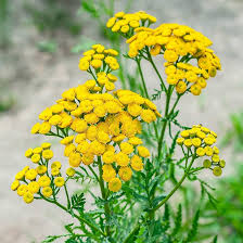 Heirloom Tansy Flower Seeds for Planting | Non-GMO, High Germination, Organic Garden Seeds